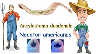 شرح Ancylostoma duodenale amp Necator americanus [upl. by Tiras]