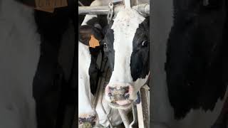 The ingestion of mycotoxins by dairy cattle can have several negative consequences for their health [upl. by Dlopoel85]