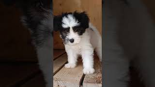 Havanese puppies [upl. by Neural]