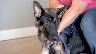 This Veteran Drove 17 Hours For Dr Jeff To Help Her Therapy Dog [upl. by Nnaitsirk]