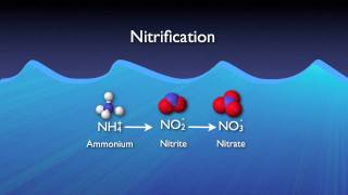 Nitrogen Removal Basics [upl. by Hedelman]