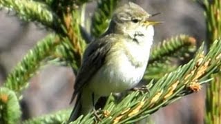 Gesang des Zilpzalp  Chiffchaff  Vogelstimmen Ruf Singvögel [upl. by Jezreel]