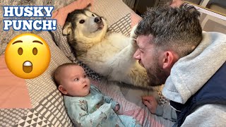 Husky Protects My Newborn Baby In The Funniest Way Ever CANNOT BELIEVE THIS HAPPENED [upl. by Simon594]