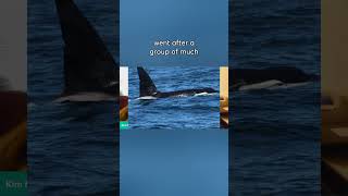 Orca Pod Attacks Group of Humpback Whales off San Francisco Near the Farallon Islands [upl. by Sidoeht]