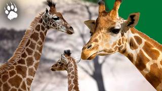 Au Cœur de la Savane  La Vie Captivante dune Girafe  Reproduction  Documentaire  AMP [upl. by Ahtan]