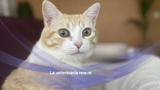 Descubre cómo FortiFlora® ayudó a mejorar la calidad de vida de Gala una gata con cáncer [upl. by Nathaniel]