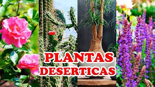 6 PLANTAS IDEALES PARA UN JARDÍN DE ESTILO DESÉRTICO [upl. by Brenan831]