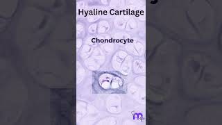 Histology of Hyaline Cartilage [upl. by Engedi229]