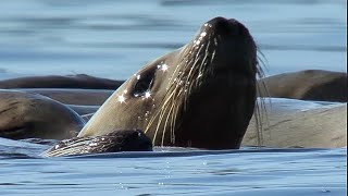 Orcas Attack Sea lion  Natures Great Events  BBC Earth [upl. by Nyrhtac290]