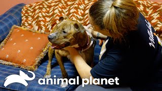 The Inspiring Rescue Story of Cairo the Beloved Dog  Pit Bulls and Parolees  Animal Planet [upl. by Imotas891]