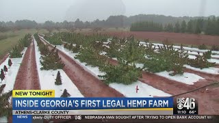 Inside Georgias first legal hemp farm [upl. by Arlana474]