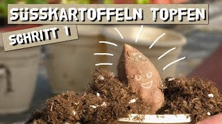 Süßkartoffeln Topfen  Schritt 1 zur Süßkartoffelernte [upl. by Riancho920]