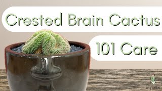 Crested Brain Cactus┃Mammillaria Cristata [upl. by Inaffyt]