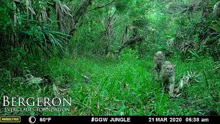 Male and Female FLORIDA PANTHERS making some noise [upl. by Avuha]