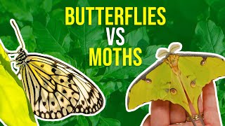 Moths vs Butterflies  How Can I Tell Moths And Butterflies Apart [upl. by Accemahs942]