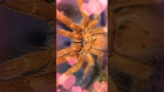 Aggressive tarantula rehousing 😱😳🕷️ spider tarantula arachnids spiders tarantulas wildlife [upl. by Raynor]