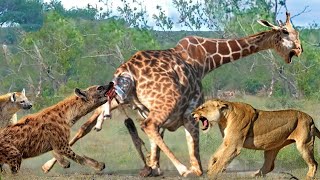 ¡Bebé Jirafa Nace en Territorio de Depredadores [upl. by Lennad120]