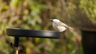 Willow Tit [upl. by Fuld]