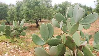 Olive groves in Crete April 2020 [upl. by Drida]