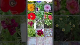 40 variety flower seed under 105 rs meeshofinds meesho meeshohaul meeshoshopping [upl. by Chema]