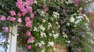 Growing Clematis in Pots [upl. by Primalia]