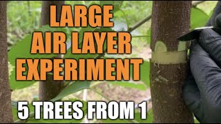 Large Air Layer Experiment  Transforming 1 Tree Into 5 Illinois Everbearing Mulberry [upl. by Lednek]