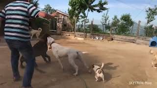 Best dog fight compilation [upl. by Esinyl]