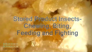 Stored Product Insects Chewing Biting Feeding and Fighting [upl. by Kappenne997]