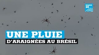 Une quotpluie d’araignéesquot filmée au Brésil [upl. by Cathyleen]