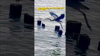 The Great Blue Heron flying on Chesapeake Beach shortsfeed nature birds heron shorts ocean [upl. by Yelhs]