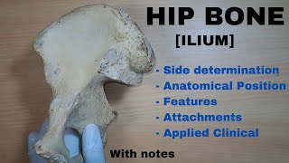 Hip Bone Anatomy  ILIUM  Side determination  Anatomical position  Attachments  Applied [upl. by Howe]