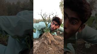 Magical Water💦for Plant growth😂 part11millonveiws viralvideo treeshorts faisalcreationshorts [upl. by Ryan]