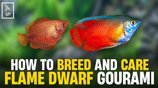 Secrets to Successful Flame Dwarf Gourami Breeding  Serendib Aquatics [upl. by Sholom850]