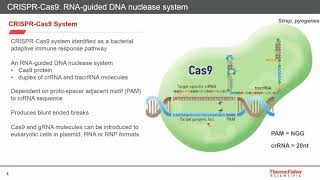 A Workflow for Knockin Genome Editing Simplified [upl. by Crowe]