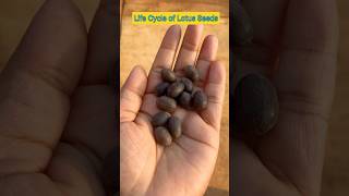 Life Cycle of Lotus Seeds in 14 Seconds shorts lotusseed ytshorts viral shortfeed plants [upl. by Arries936]