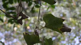 Trichosanthes tricuspidata Mahakaal a medicinal plant of Odisha Dr Sanjeet Kumar medicinalplant [upl. by Enyrehtak89]