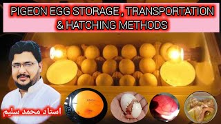 Pigeon Eggs StorageTransportation And Handling Temperature [upl. by Calder]