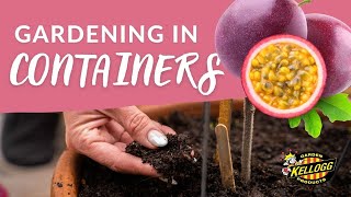 Growing Passion Fruit In Containers [upl. by Agustin658]