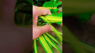 song of india plantcare tips and grow sorts plants youtub best garding work [upl. by Judah995]