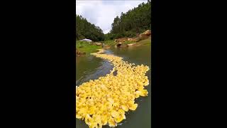 🐤🌊1000000🐤🌊 DE PATOS BEBES Amarillos Y ADULTOS Blanco puro HERMOSO CamiLand Animales Maravillosos [upl. by Eldwon43]