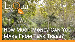 How Much Money Can You Make From Teak Trees  LaQua Plantations [upl. by Ainsley]