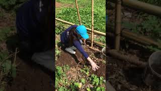 Vlog 1 Planting grafted Guimaras Mango seedlings [upl. by Maxy]