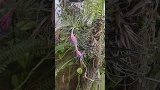 bromélias plantas tillandsia orchid [upl. by Lhamaj]