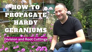 How to Propagate Hardy Geraniums by Division and Root Cuttings  How to Take Cuttings of Geraniums [upl. by Anaihsat]