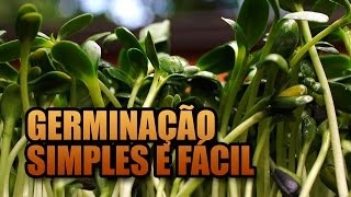 Como fazer brotos em casa  GERMINAÇÃO MUITO SIMPLES E FÁCIL [upl. by Harihat]