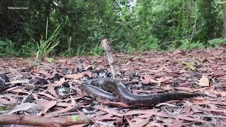 Primitive Catch N Cook Wild Snake [upl. by Mientao75]