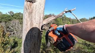 This tree was dead 2 years ago and just now getting removed [upl. by Rolph322]