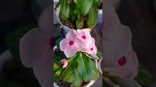 Noyontara bgm tamil music song love gardenseries tamilbgm nature bgmofficial tamilmusic [upl. by Yreva]