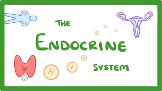 GCSE Biology  Endocrine System amp Hormones 59 [upl. by Ahsile]