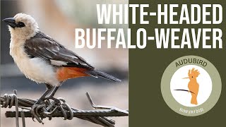 Whiteheaded BuffaloWeaver africanbirds birds birdwatching [upl. by Padraig858]